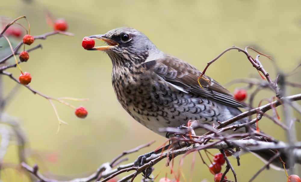 the Blackbird holds the red berries(Bachkova Natalia)S