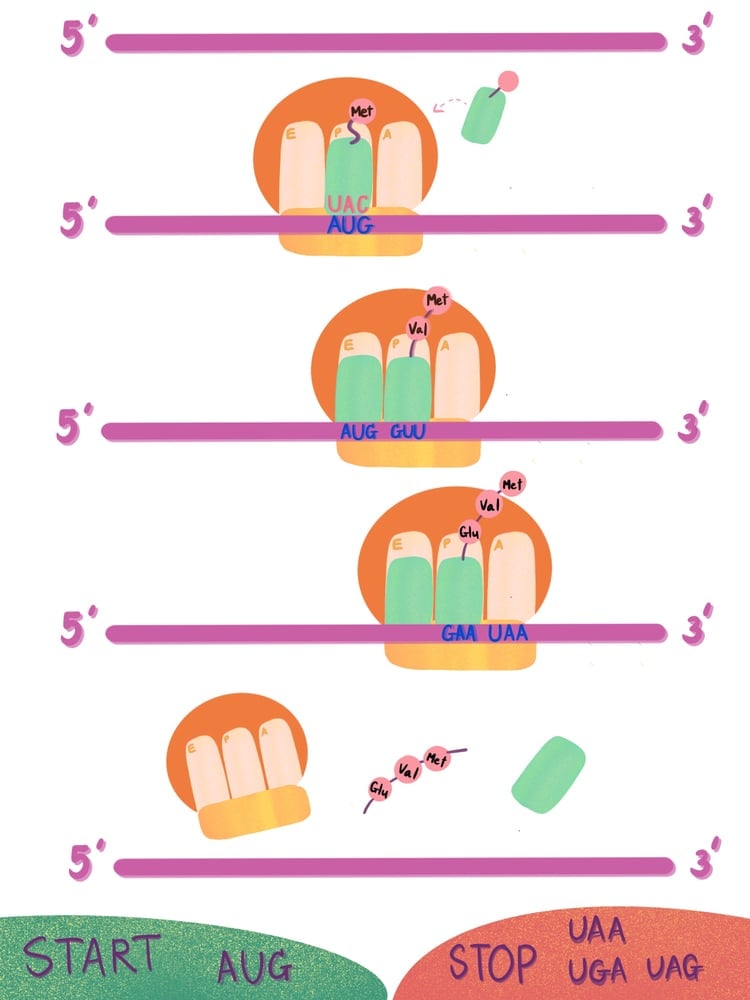 translation, ribosomal RNA, rRNA, protein, polypeptide, central dogma(TATLE)S