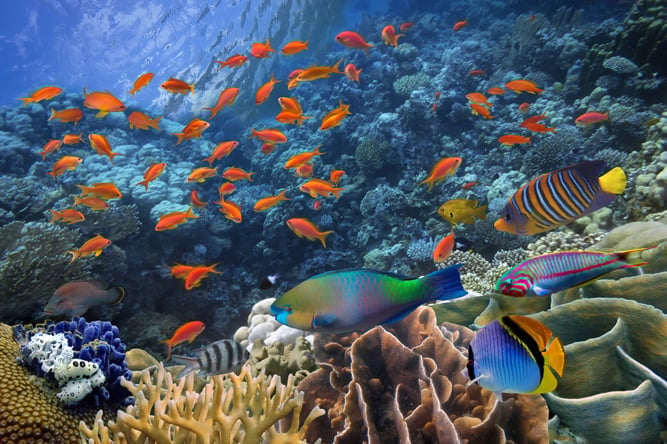 Peixes tropicais em um recife de coral(Vlad61)S