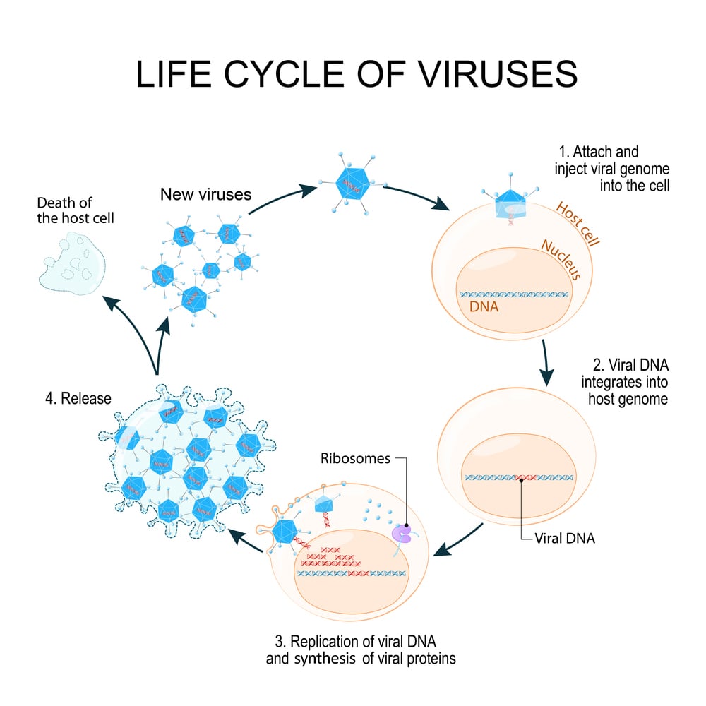 viruses life cycle for example Adenoviruses(Designua)S
