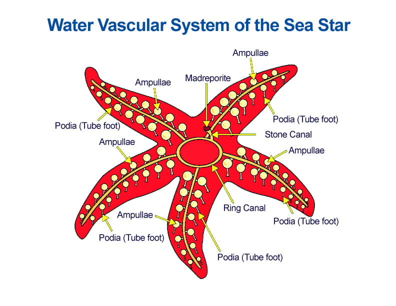 water vascular system