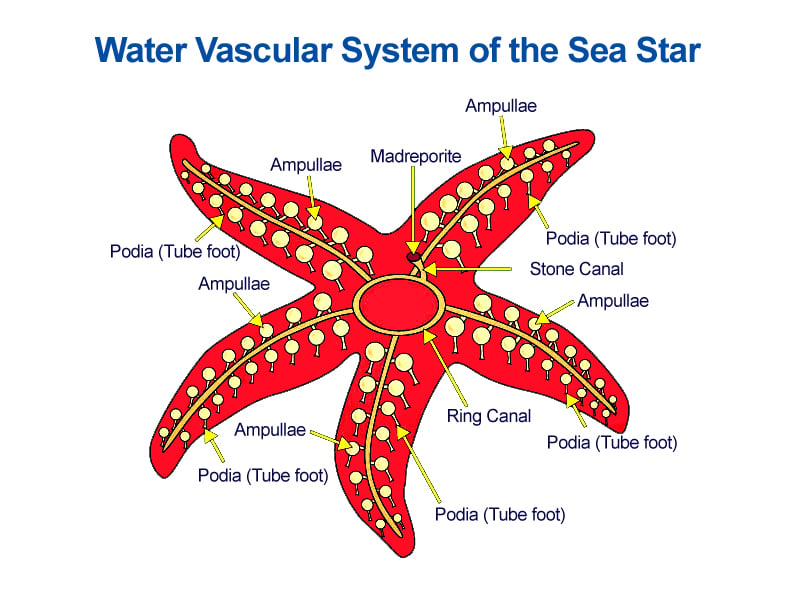 43 Diagram Of A Starfish