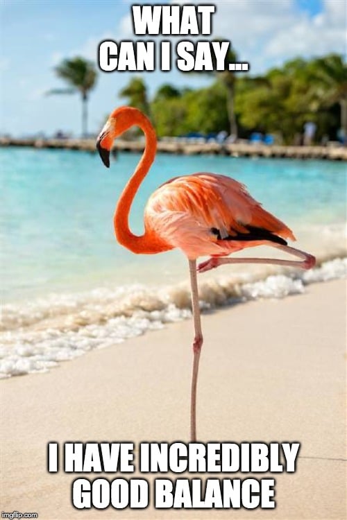 flamingo standing on one leg