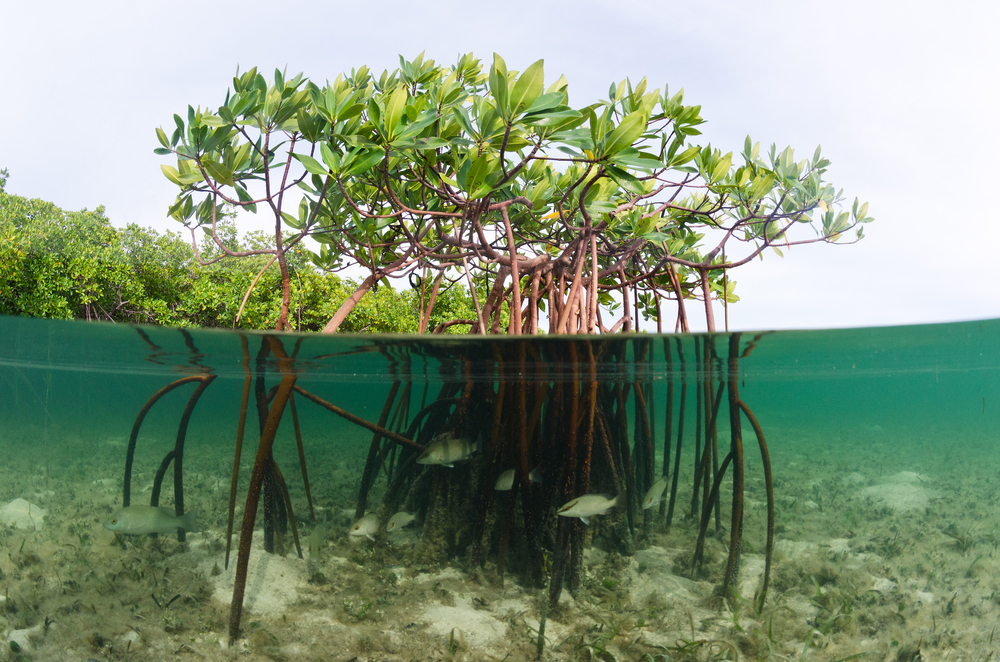 A beautiful over-under image of a mangrove system in the Bahamas(Joost van Uffelen)s