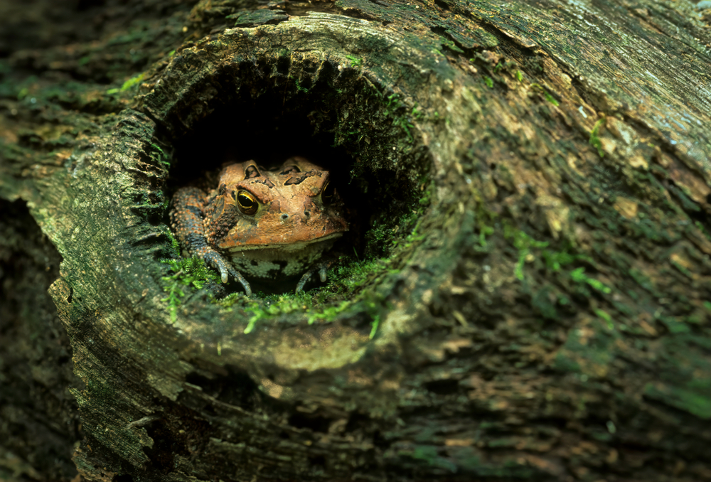 American toad(Gerry Bishop)s