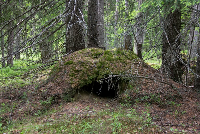 Um covil abandonado de um urso nas profundezas da floresta (Andreas Argirakis) S