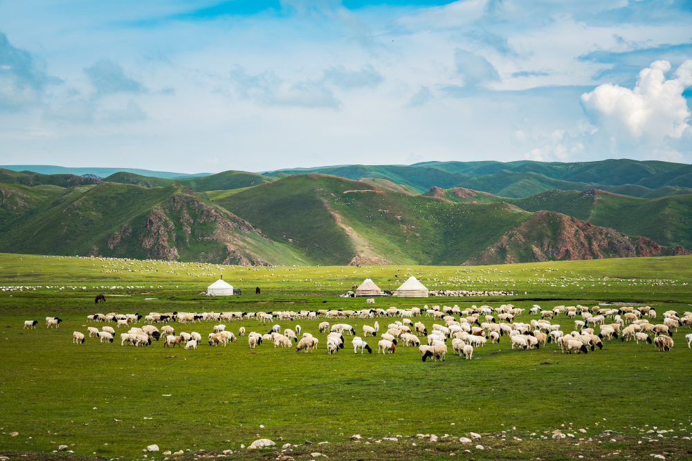 Bayanbulak grassland scenery in xinjiang, China(zhangyuqiu)s