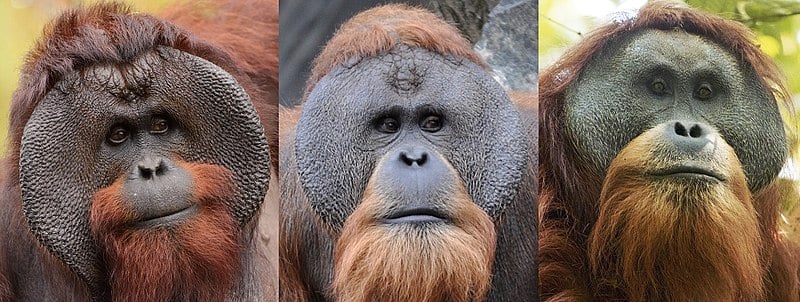 Bornean, Sumatran & Tapanuli orangs .