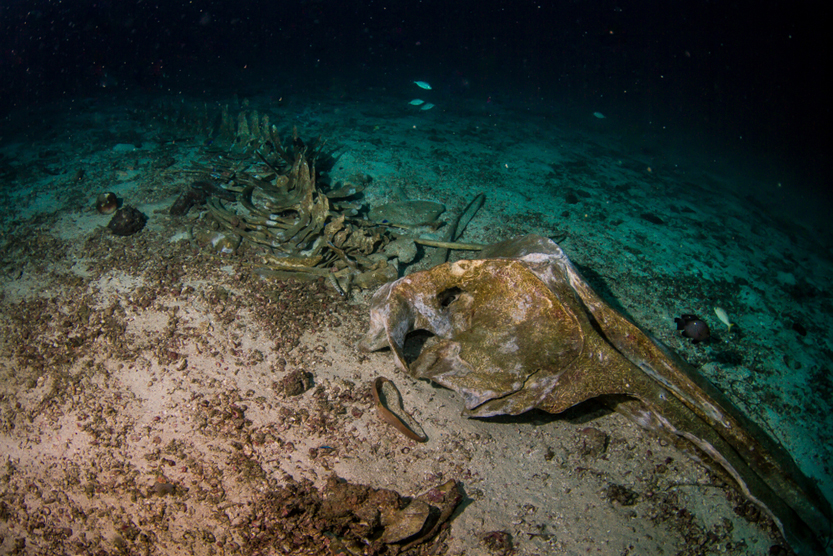 Esqueleto de baleia de Bryde na água no mar de Andaman do Sul na Tailândia (Sineenuch J) S