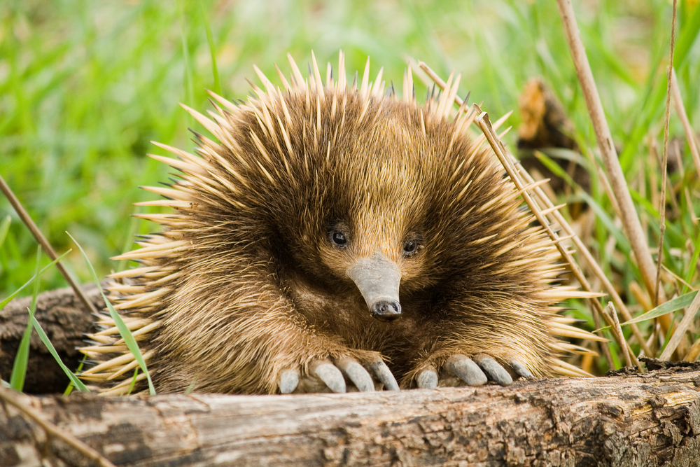 Echidna(Jarrod Calati)s