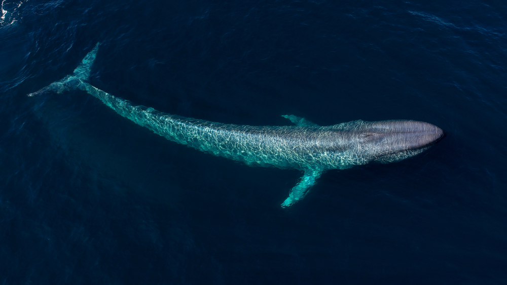 From an aerial view, a blue whale swims under the surface in Monterey Bay(Chase Dekker)s
