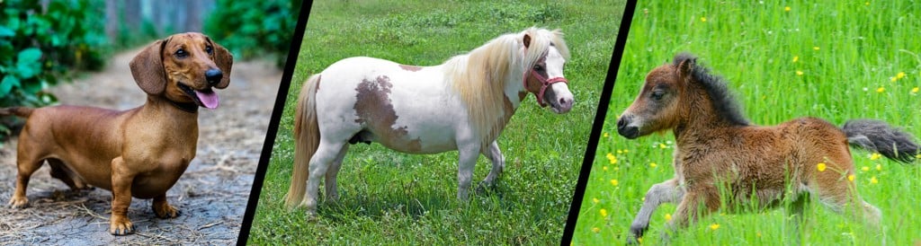 From (left to right) Daschund, miniature horse and miniature donkey