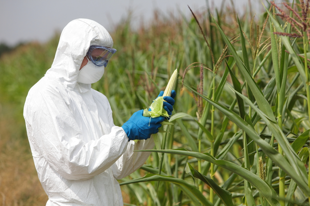 GMO,profesional in uniform goggles,mask and gloves examining corn cob on field(Marcin Balcerzak)S