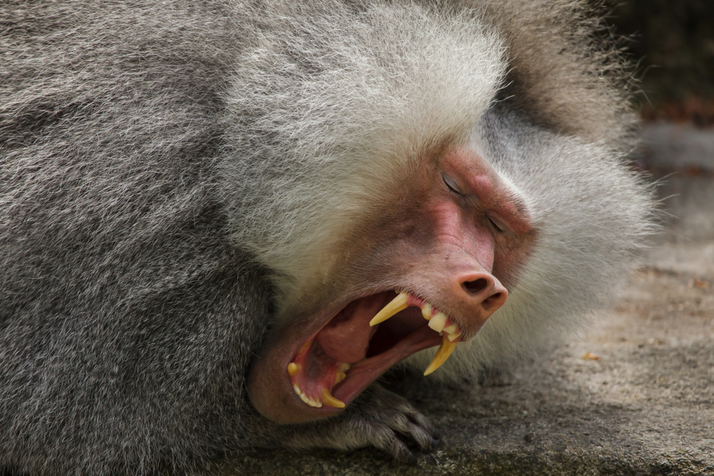 Hamadryas baboon (Papio hamadryas)(Vladimir Wrangel)S