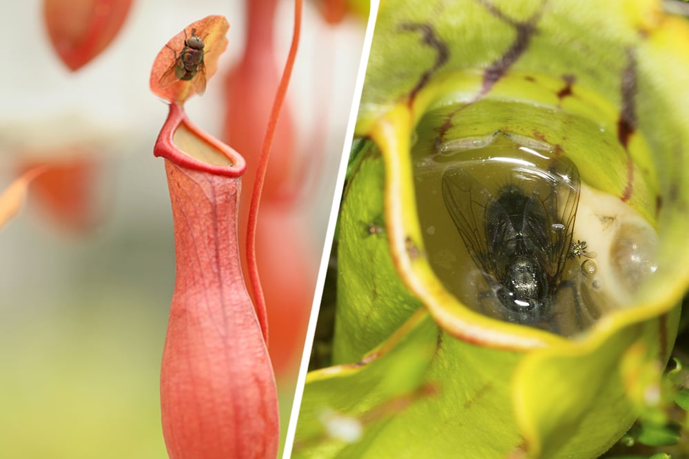 (L) A fly approaching a pitcher plant (R) a fly dead in the cavity of the pitcher plant