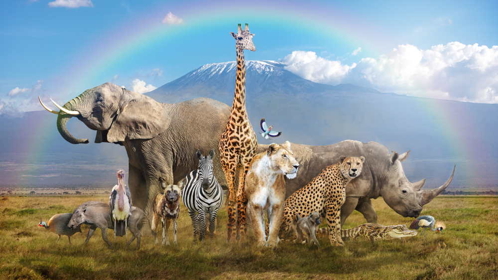 Large group of African wildlife animals in a magical bream scene(Susan Schmitz)S