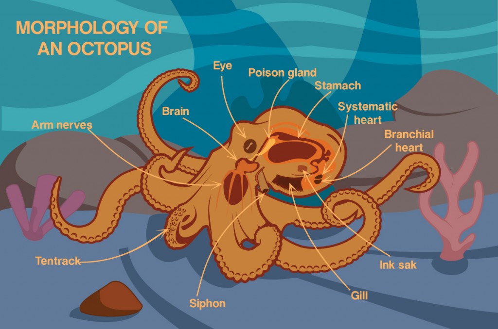 Morfologia de um polvo Vector Cartoon Design (Jayjune69) S