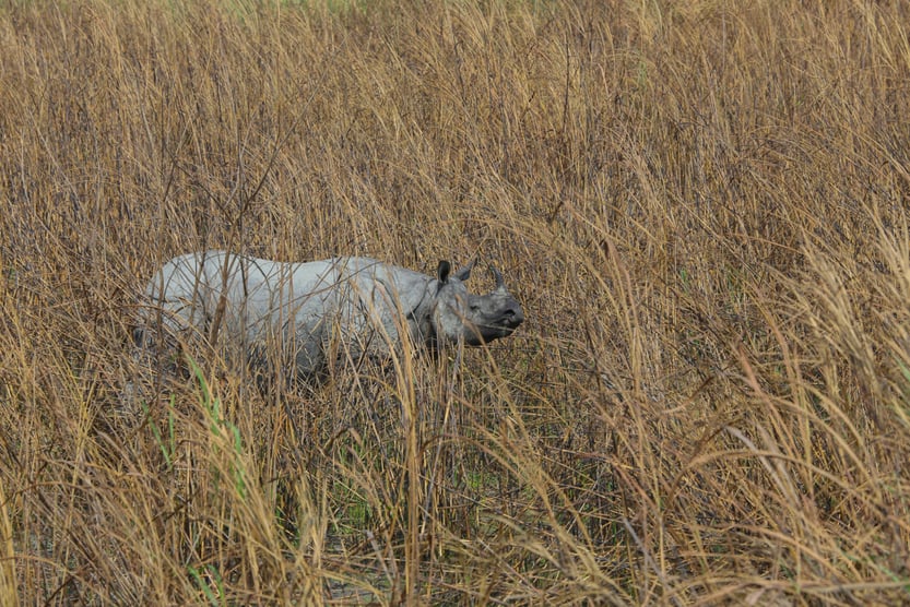 One Horned Rhino grazing in the grassland of Kaziranga National Park (India)( Sandipan Dutta Images)s