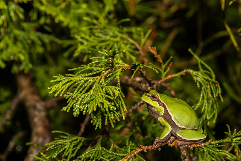 Pine Barrens Treefrog(Jay Ondreicka)S