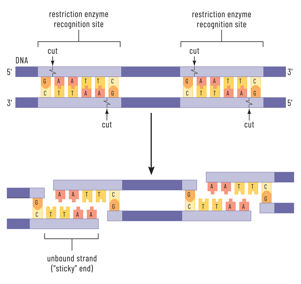 Telomerase is an enzyme that lengthens telomeres by adding on repeating sequences of DNA(Emre Terim)s