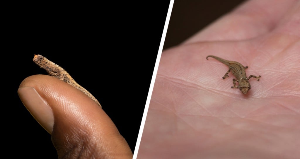 O menor camaleão do mundo é quase tão pequeno quanto uma unha.