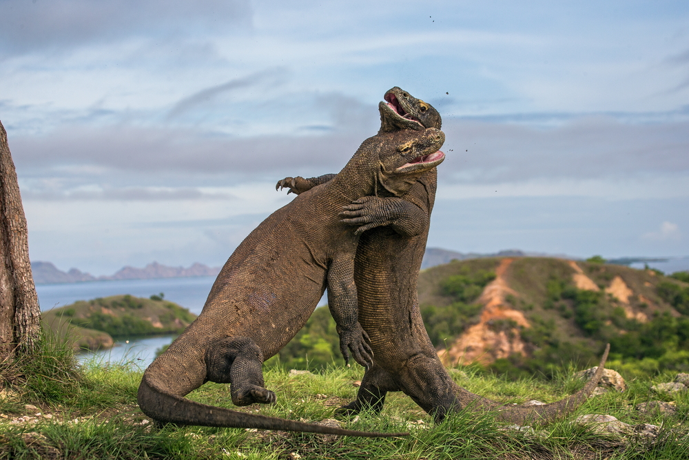 Two Komodo dragon fight with each other. Indonesia(GUDKOV ANDREY)S