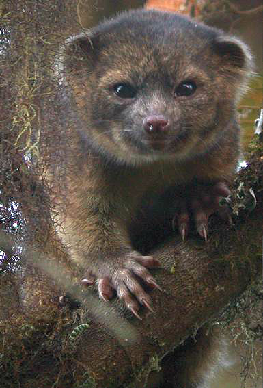 Wiki Olinguito ZooKeys