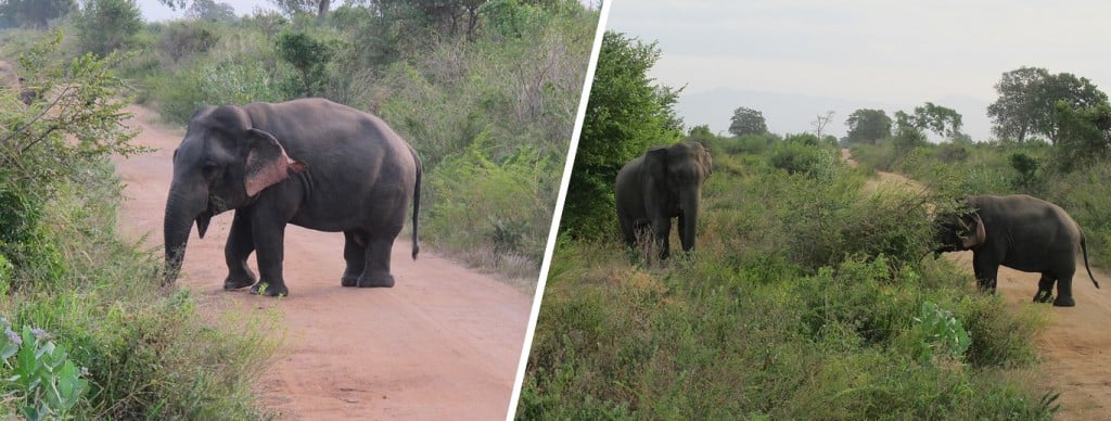 (L) Elefante anão (R) Elefante anão pastando ao lado de um elefante de tamanho normal