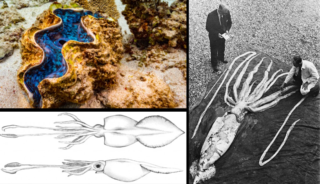 The giant clam, the colossal squid and the giant squid, the honorary mentions of our list.