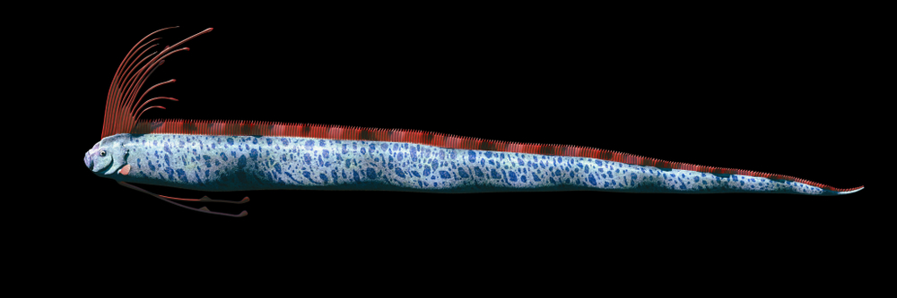 giant oarfish (Regalecus glesne)(Dotted Yeti)s