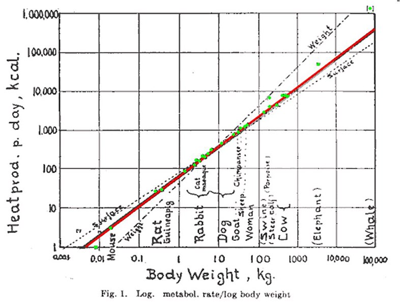 relationship between metabolic rate of animals and their size