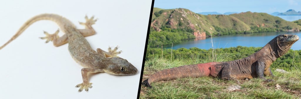 small lizard and bigg lizard