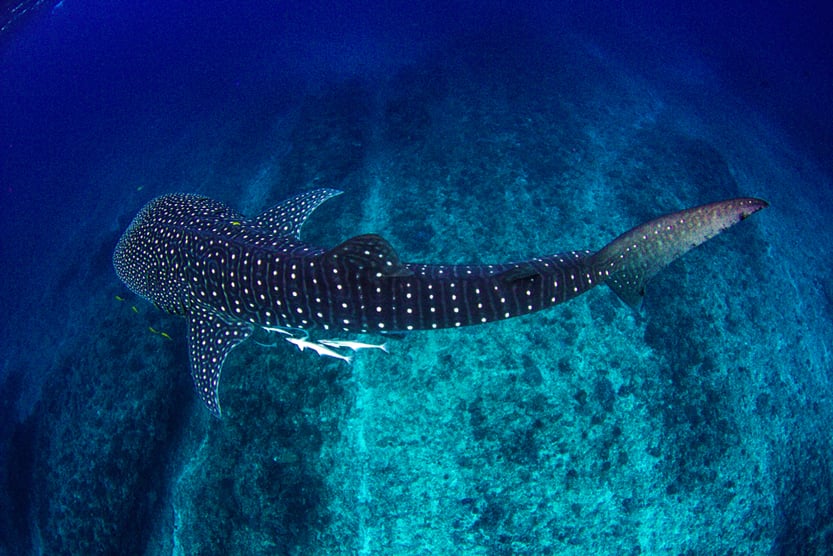 whale shark cruising in crystal clear water(Leith Holtzman)S