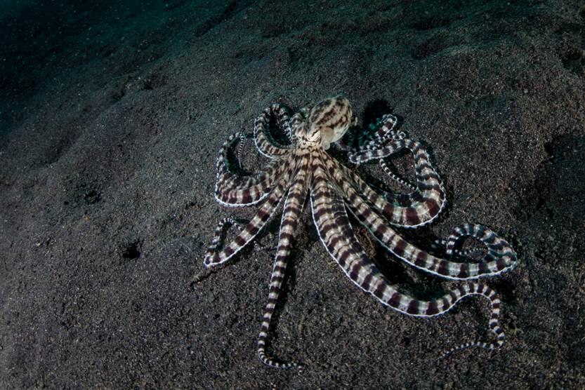 A Mimic octopus