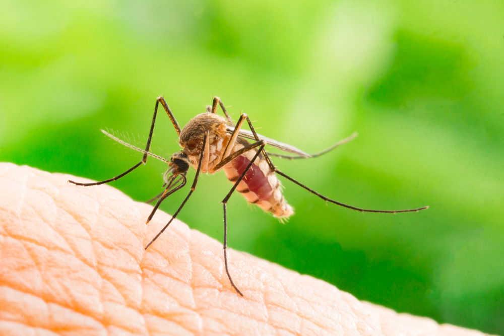 Mosquito Aedes aegypti (frank60) s