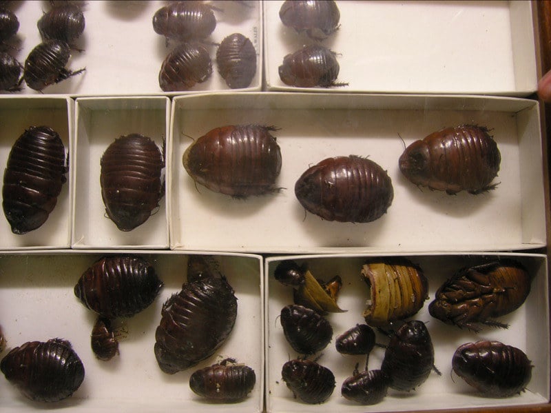 Australian Burrowing Cockroaches