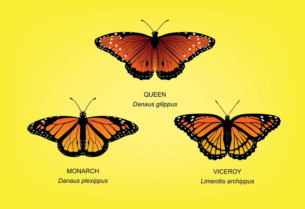 Conjunto de monarca borboleta ilustração vetorial (Maquiladora) s