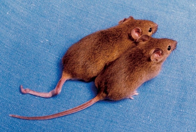 Cloned mice with different DNA methylation