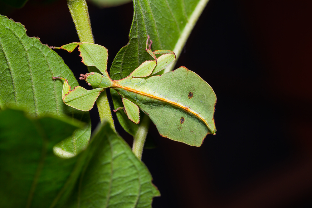Close-up de inseto de folha fêmea de ínstar médio (Phyllium westwoodi) em sua planta hospedeira (Matee Nuserm) s