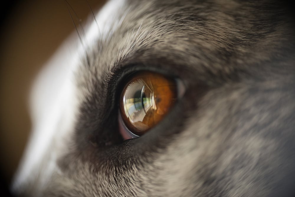 Closeup de olho marrom do cão (Parris Blue Productions) S