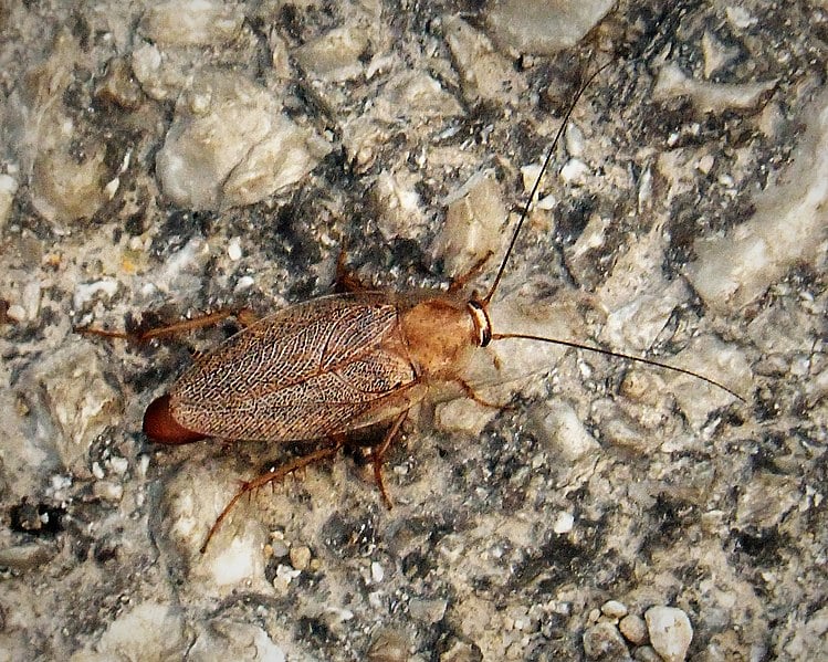 German cockroach