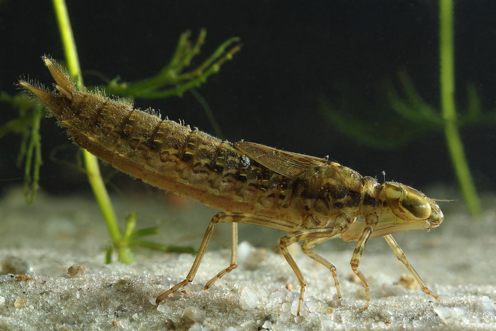 Larva de libélula (Vitalii Hulai) s