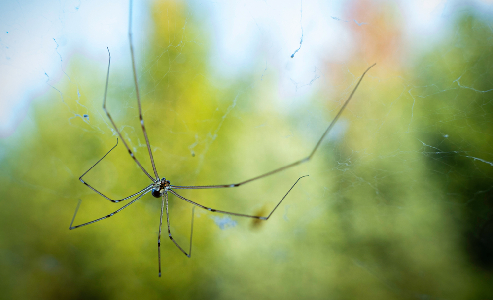 Daddy Long Legs  Spider Research