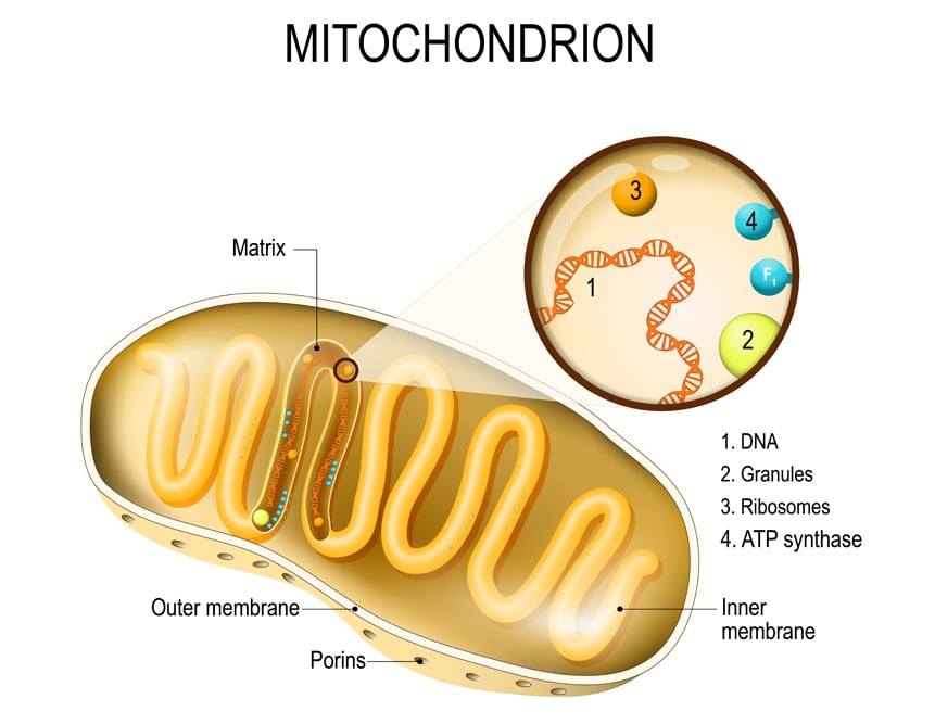 Mitochondrion