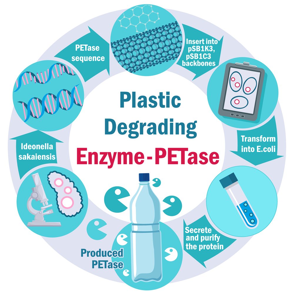 Plastic Degrading Enzyme(Varlamova Lydmila)s