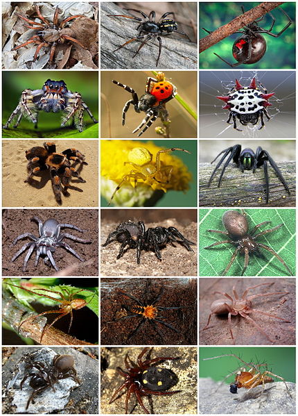 Daddy Long Leg Spider Identification & Behavior