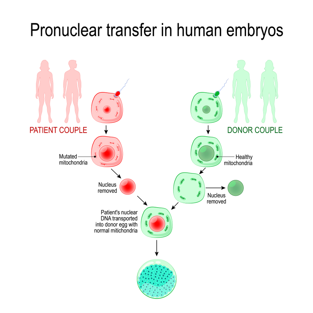 babies of three-parent(Designua)S