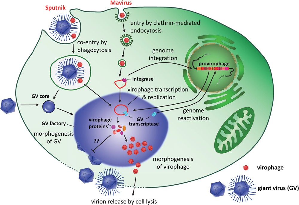Um diagrama que mostra como os virófagos podem infectar mimivírus