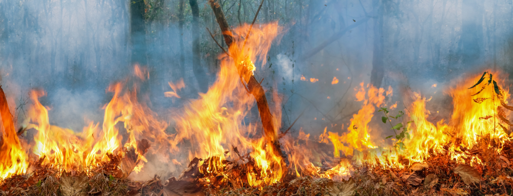 Amazon rain fire disaster is burning at a rate scientists have never seen befor(Toa55)s