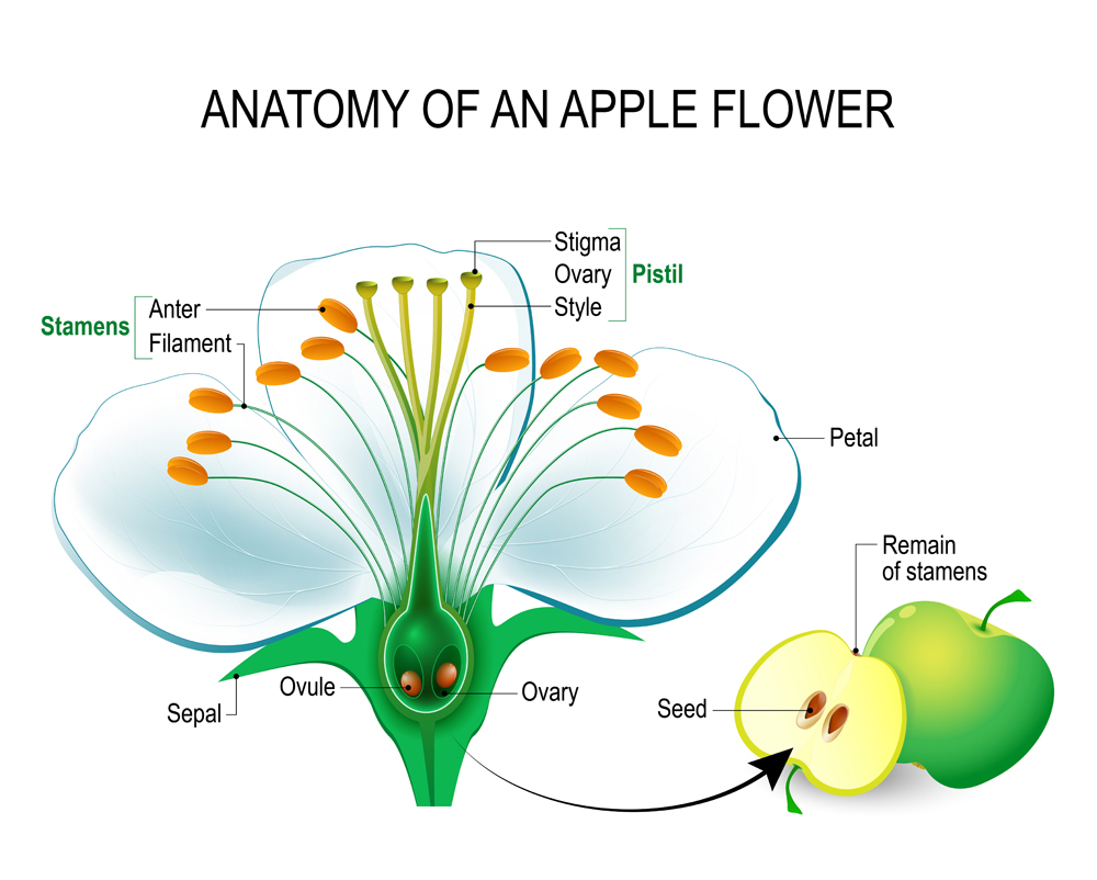 Anatomia de uma flor de maçã (Designua) s